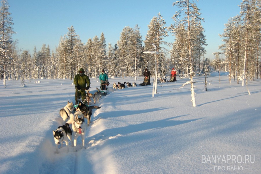 На собачьих упряжках по снегу